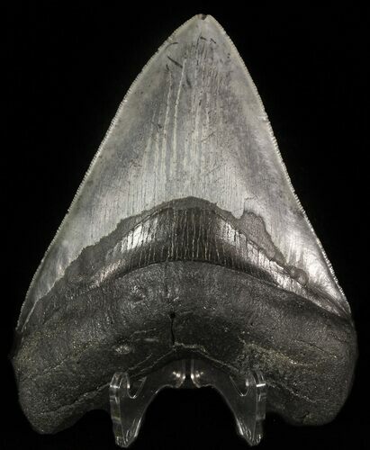 Serrated, Megalodon Tooth - Venice, Florida #46451